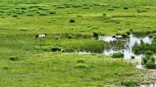 Happy family of blacknecked cranes in Sichuan [upl. by Aisatsana]