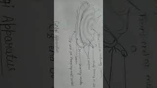 Diagram of Golgi apparatus [upl. by Ecnar]