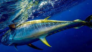 Opelu vs Akule one  Yellowfin Tuna  Kayak fishing Hawaii  Flying Fish TV [upl. by Niac]