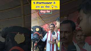 5 फॉर्च्यूनर के दाम का भैंसा 😱  Sonpur Mela 2024 buffalo viralvideo shorts [upl. by Hewe]