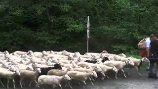 transhumance AriÃ¨ge [upl. by Pitts]