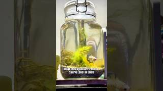 GAURUS AQUASCAPE 2 MINGGU SAMPE LUMUTAN aquascape jarrarium foryou fyp [upl. by Bobbette]