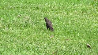 Bird Hunting for Worms amp Insects [upl. by Navac859]