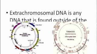 Extrachromosomal geneDNA [upl. by Ellenej]