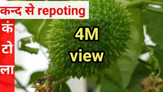 कंटोलाspiny gourd के कंद को कब कैसे निकाले और कैसी मिट्टी मे repot करे [upl. by Ragde]