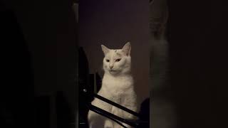 Why mad cat catlover kitten whitecat youtubeshorts funny cute animals [upl. by Eversole]