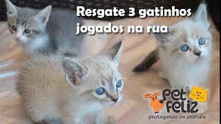 3 gatinhas de 1 Mês resultado de cria indesejada para adoção [upl. by Aerol]