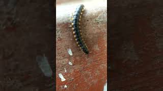 Gaint centipede insect 🐛viralvideo trending vlogyshorts [upl. by Grannia666]