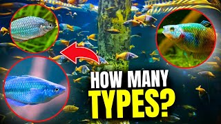 Types of Rainbow Fish Discover the Top 15 Varieties [upl. by Mou]