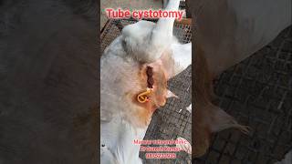 Tube cystotomy in calf  urolithiasis calculi rapture of urethra [upl. by Odnalor]