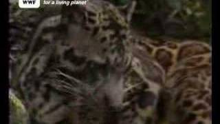 Bornean clouded leopard [upl. by Ettezoj]