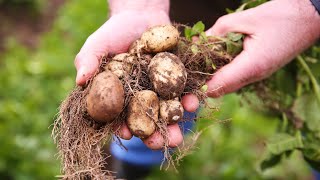 Jersey Royals from Master Farm [upl. by Ahsataj705]