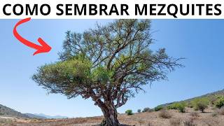 Cómo Sembrar MEZQUITE En Casa Técnicas Fáciles y Efectivas 🌳🌿 [upl. by Nosam]