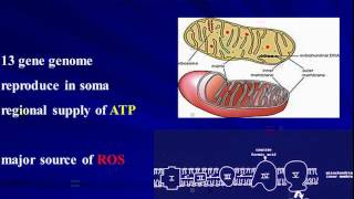 LHON The Clinical Profile  Alfredo Sadun MD PhD [upl. by Nahtiek]