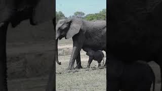 Adorable Baby Elephants Playing in the Wild 🐘💕 [upl. by Lseil]