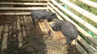 Village market Black Pig Farm  kalo bangur farm [upl. by Adiahs]