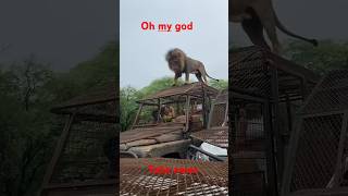 Lyon an ap gade janl ka pran toutis yo duet haiti haitian haitianamerican animals lion sad [upl. by Relyat542]