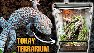 UPGRADING MY TOKAY GECKO TERRARIUM  EXO TERRA MONSOON MULTI II ONE YEAR REVIEW [upl. by Yeslek]