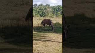 Do Amapá para toda população fuiiiiii [upl. by Etta]