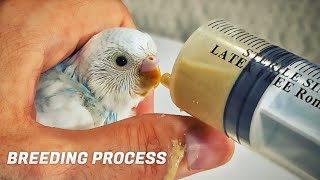 Complete Budgie Breeding process from Bonding to Taming Babies [upl. by Puff724]