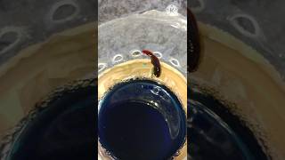 Betta fish 😔Fin rot diseaseaquarium short trending fish [upl. by Telford992]