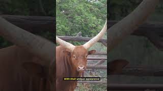 Meet the Majestic AnkoleWatusi Cattle with 8Foot Horns [upl. by Nork]