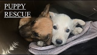 How we rescued two puppies from Tajikistan [upl. by Abisia186]