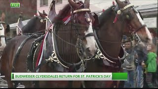 Savannah St Patricks Day Parade will feature Budweiser Clydesdales once again [upl. by Aihk610]