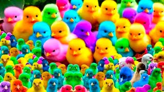 🐤 World Cute Chickens Colorful Chickens Rainbows Chickens Cute Ducks Cat RabbitsCute Animals🐤🐣 [upl. by Ellainad]