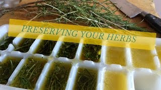 Preserve your Herbs  in Olive oil [upl. by Oflodor88]