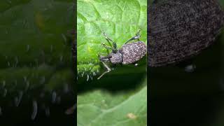 Vine Weevil On Field Pumpkin In Early November weevils insects nature [upl. by Leonhard]