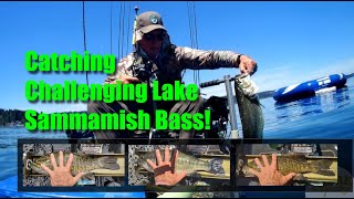 Catching Bass on Lake Sammamish in Late June [upl. by Justicz]