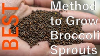 The BEST Method for Growing Broccoli Sprouts [upl. by Anirrok]