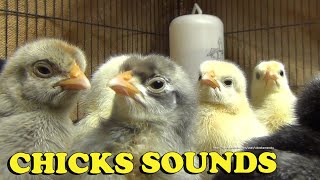 Chicks Chirping Sounds  Baby Chicken Sounds 2 Hours 20 Minutes [upl. by Pasquale775]