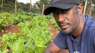 How to Grow Spinach from Seed to Harvest [upl. by Inaluahek]