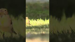 Dickcissel in the Park [upl. by Sacttler]