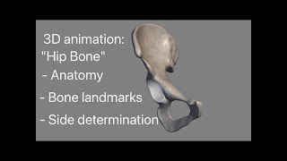 Hip bone 3d anatomy Side determination Osteology external feature landmarks demonstration [upl. by Ratna287]