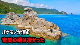 6奄美大島8日間4日目、奄美の磯で釣りしたらいきなり竿がひん曲がった！魚だらけでポテンシャル高すぎです。奄美大島 磯釣り 大和村 仁太丸 [upl. by Evol]