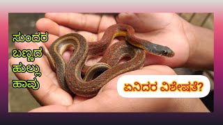 buff striped keel back snake cobra animals viralvideo nature discovery nationalgeographic [upl. by Bloch888]