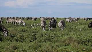 Visit Ngorongoro  For an unforgettable experience [upl. by Leakim]