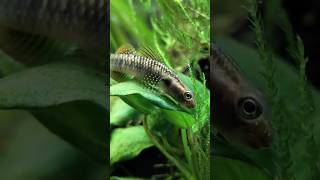 Freshwater Goby Quick Look [upl. by Aleek311]