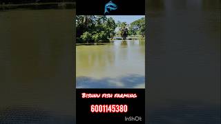 Natural plankton phytoplankton plankton for fish farming bishnufishfarming [upl. by Anilag]