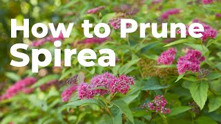 How to Prune Spirea in Early Spring [upl. by Acihsay450]