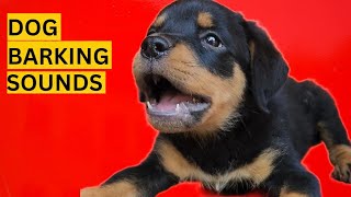 Dog Barking Compilation See How Your Dogs REACTS [upl. by Gram]