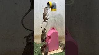 Best home mouse trapmouse trap tips rattrap mousetrap [upl. by Buseck]