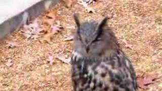 Great horned owl hooting [upl. by Sivert187]