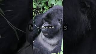 Incredible endangered animals part 2 facts animalfacts animalshorts animals animalknowledge [upl. by Valtin113]