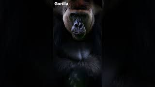 What A Gorilla Sounds Like [upl. by Rafa]