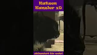 Katzen Kanzler xD funny kokoharry shorts art Katzen clips katzenkanzlerxD [upl. by Galan]