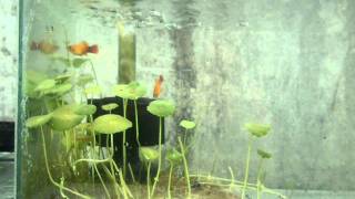 fish tank [upl. by Bonnes]